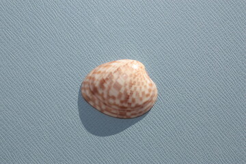 Seashell of bivalve mollusc calico clam (Megapitaria maculata) on a blue background. Place of find: Atlantic Ocean, Cuba, Varadero