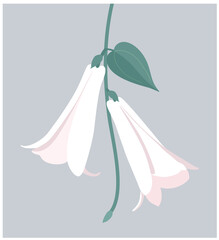 Lapageria. Vector illustration of white tropical Lapageria flower with stem and leaves isolated on gray background.