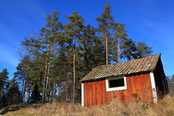 A old, worn small red and white house at the countryside. Large pine trees in the background. Spring time. Sigtuna, Stockholm, Sweden.