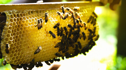 Bees on honeycomb. Macro photo of a bee hive on a honeycomb with copyspace. Bees produce fresh, healthy, honey. Beekeeping concept. 
