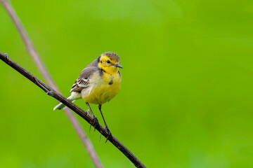 Citrine Wagtail. Birds of Central Russia.The citrine wagtail (Motacilla citreola) is a small...