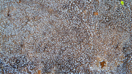 Lichene