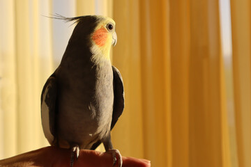 A grey male tame Cockatiel sitting on a Finger in front of a yellow curtain