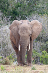 Naklejka na ściany i meble African elephant, Addo Elephant National Park