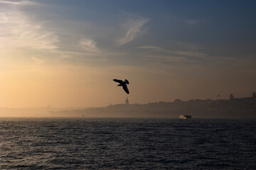 Fototapeta na wymiar Istanbul photo. A bird and Galata Tower on the background. Moody concept