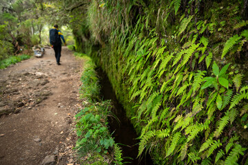 Green fern with a backpacker walking alongside the levada - typical water canal on Madeira Island, in the background.