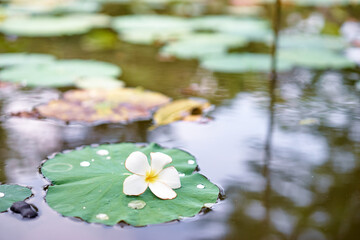 Green leaf with white flover on the water surface.