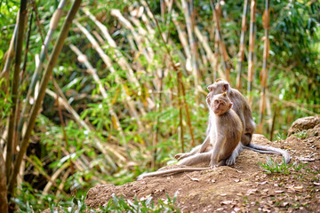 Wildlife. Monkeys in a jungle.