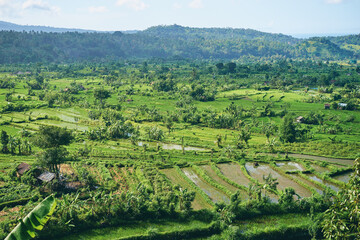 Beautiful landscape with green rise fields view. Bali, Indonesia.