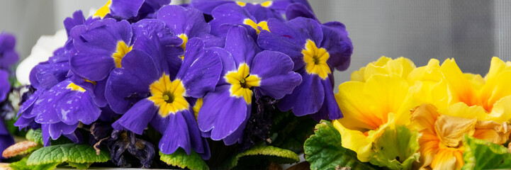 Obraz premium Beautiful flowers in bloom, seasonal gardening concept, nature background