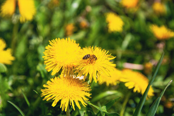 Close Up beautiful Bee macro on flower.