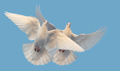 white doves of peace and freedom fly in the sky