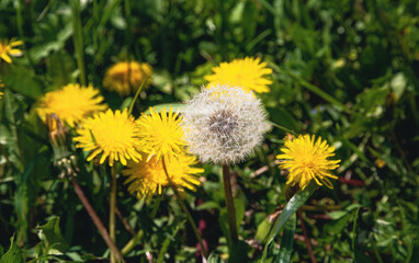 Two dandelion flowers on blurry green background.