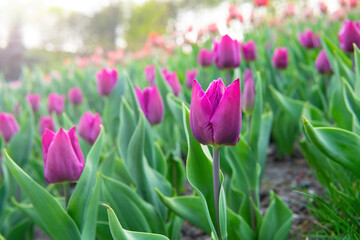 Flowerbed of blooming tulips in the morning light