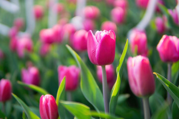 Blooming tulips springtime background
