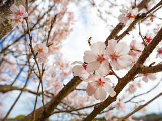 青空と美しい桜