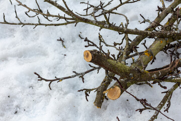  Cut down the old branches of the apple tree on the trees in spring against the backdrop of snow