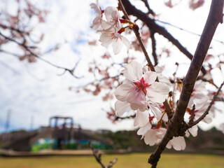 日本の桜と公園と遊具
