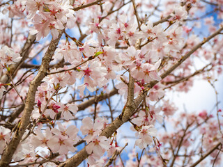 青空と美しい桜