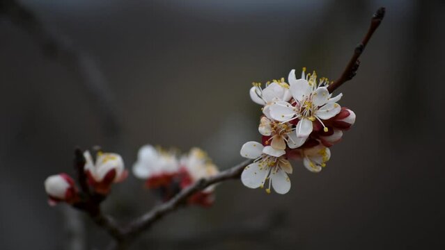 Close up of apricot tree twig with pinkish petals flowers during moody overcast spring day, macro in selective focus