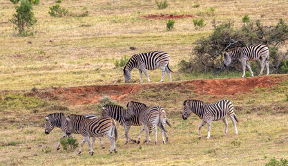 Fototapeta na wymiar Plains Zebra, Addo Elephant National Park