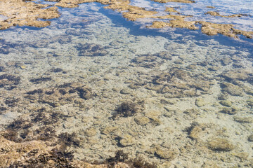Close up photo of dead coral on the beach