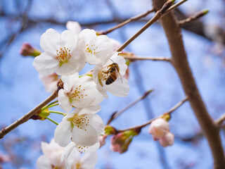 日本の美しい桜
花の蜜を集めるミツバチ