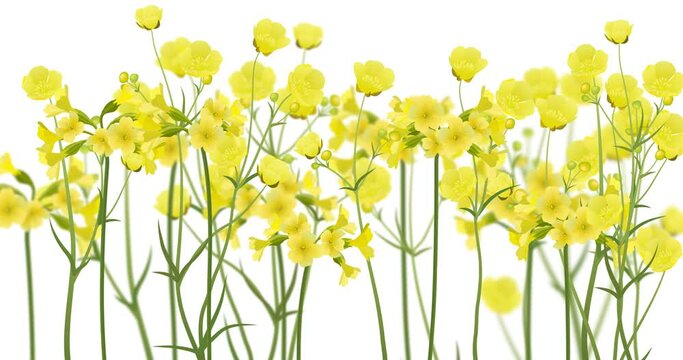 Realistic yellow ranunculus and primula flowers bending 4k loop animation with alpha channel luma matte