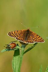 Wegerich-Scheckenfalter (Melitaea cinxia) und Gartenlaubkäfer	 (Phyllopertha horticola)	