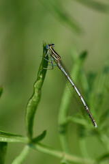 Blaue Federlibelle (Platycnemis pennipes)	