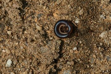 Gemeiner Zweistreifen-Schnurfüsser, (Ommatoiulus sabulosus)	