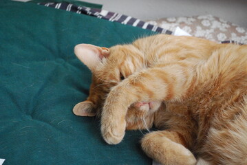 the ginger cat covers its face with its paw © TK_Office