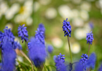 Beautiful close-up of a muscari
