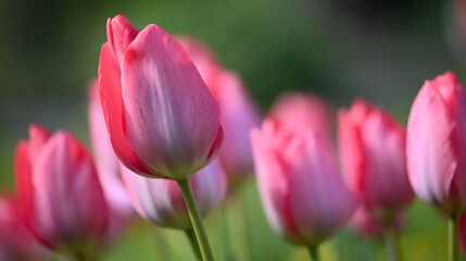 Obraz na płótnie Canvas Beautiful close-up of a tulip
