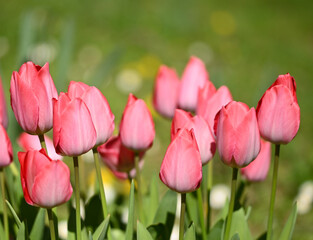 Beautiful close-up of a tulip