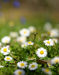 Beautiful close-up of a daisy