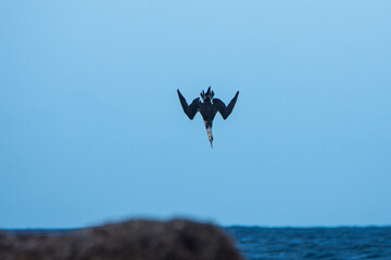 Flying young northern gannet, Morus bassanus, Tarifa, Spain