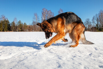 Dog German Shepherd on a walk in winter, digs snow, against the backdrop of a forest, blue sky.