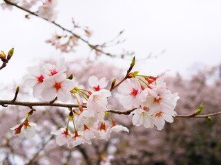 桜（ピンク）