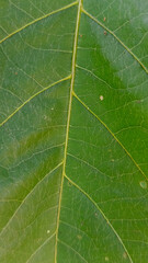 green leaf texture