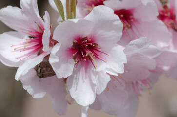 Kirschblüten