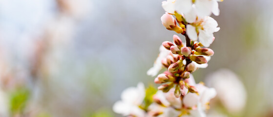 Branches of blossoming cherry on a blurred background. Cherry blossoms
