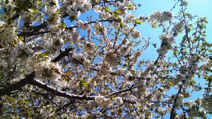 Hungarian sakura, blooming cherry trees and leaves in the garden, with blue sky. 