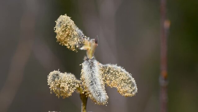 Close up or macro of male willow flower catkin swaying in wind in spring, selective focus, yellow stamens