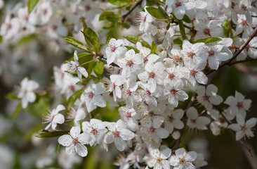 close up detail shot of blackthorn blossom isolated from the background