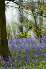 woodland scene in late spring showing vivid coloured blue bell flowers nestled among the woodland trees