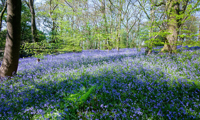 woodland scene in late spring showing vivid coloured blue bell flowers nestled among the woodland trees