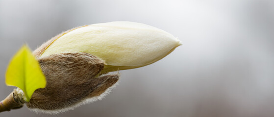 Magnolia blossom on a branch. Blooming flower of white magnolia tree on a blurred background. Close-up