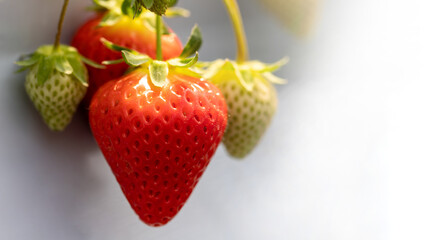 closeup view of fresh strawberry in the organic fruit farm on white background.
