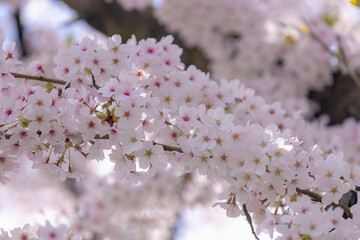 Selective focus of branches white pink Cherry blossoms full bloom on the tree under blue sky, Beautiful Sakura flowers in spring season in the park, Floral pattern texture, Nature wallpaper background